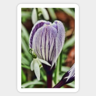 crocus snowdrop and water droplets Sticker